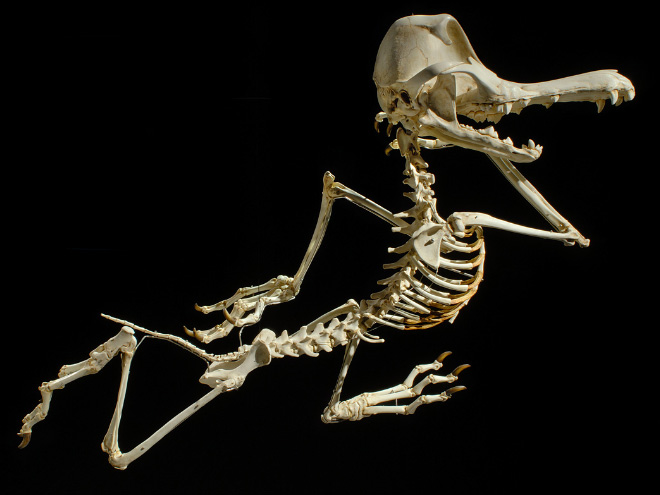 Cartoon skeleton by Hyungkoo Lee.