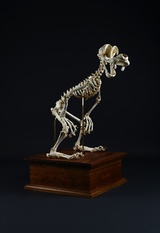 Cartoon skeleton by Hyungkoo Lee.