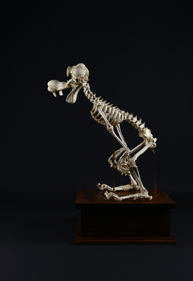 Cartoon skeleton by Hyungkoo Lee.