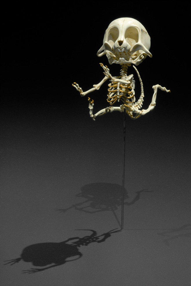 Cartoon skeleton by Hyungkoo Lee.