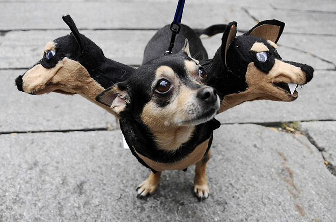 Funny Cerberus Halloween costume.