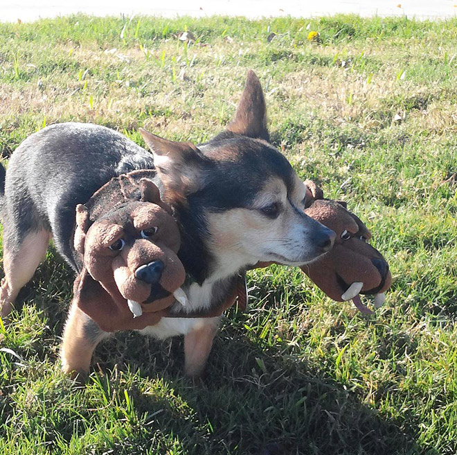 Funny Cerberus Halloween costume.