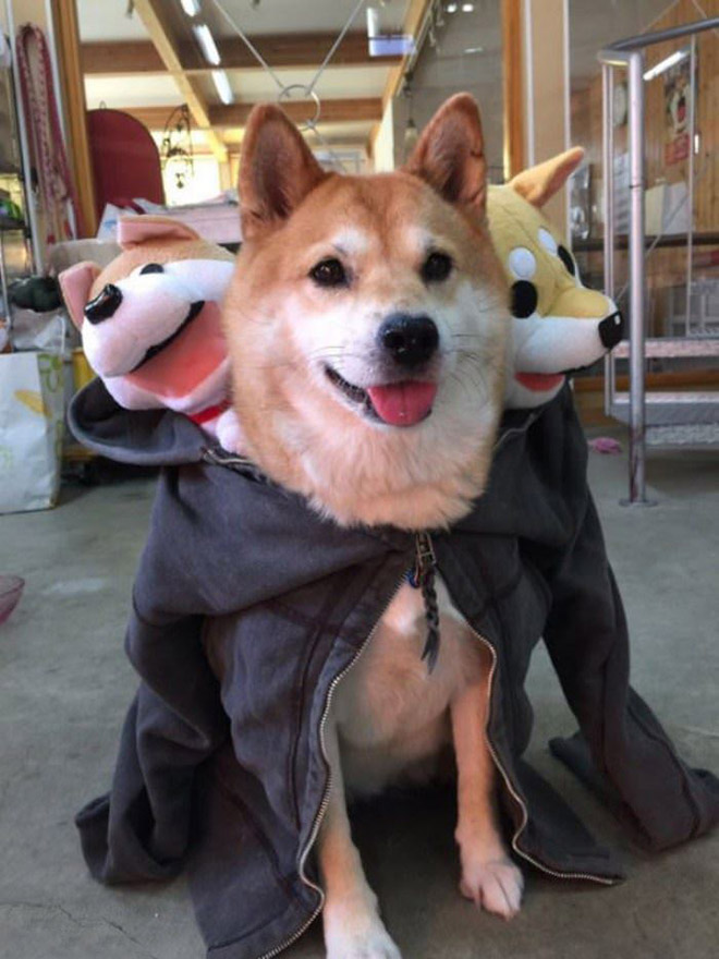 Funny Cerberus Halloween costume.