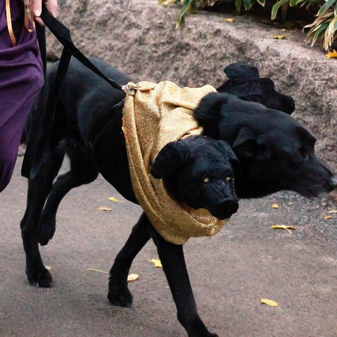 Funny Cerberus Halloween costume.