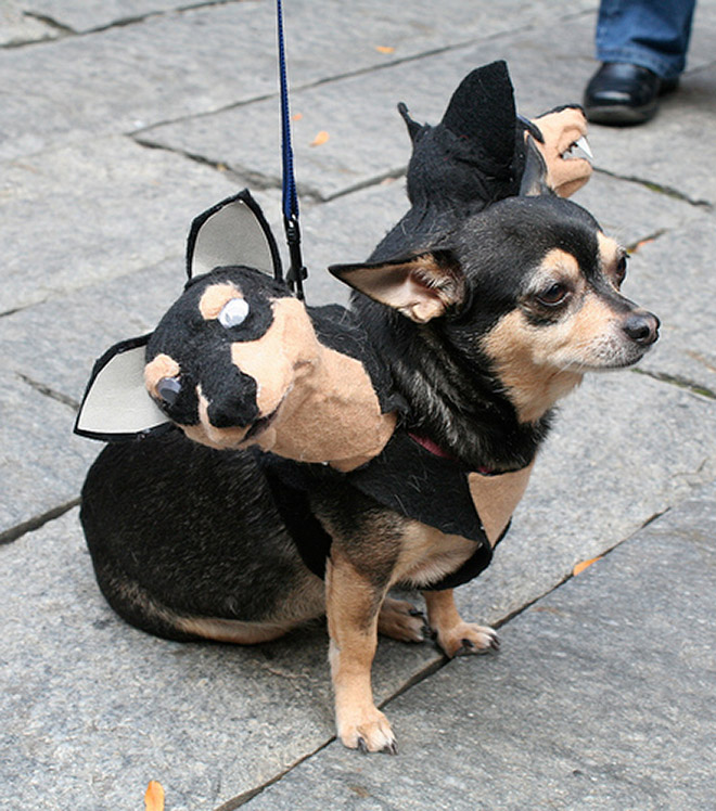 Funny Cerberus Halloween costume.