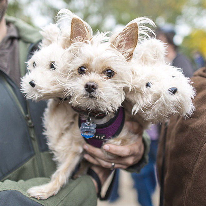 Funny Cerberus Halloween costume.