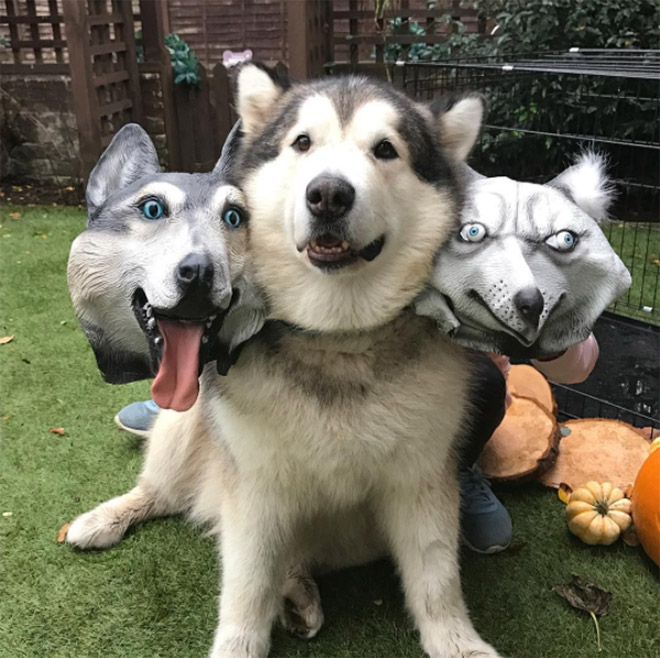 Funny Cerberus Halloween costume.