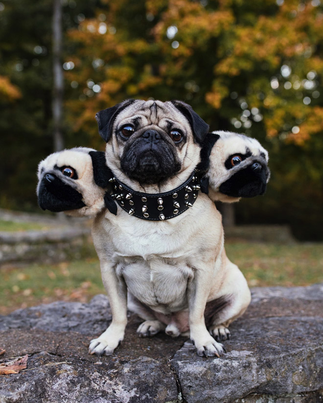 Funny Cerberus Halloween costume.