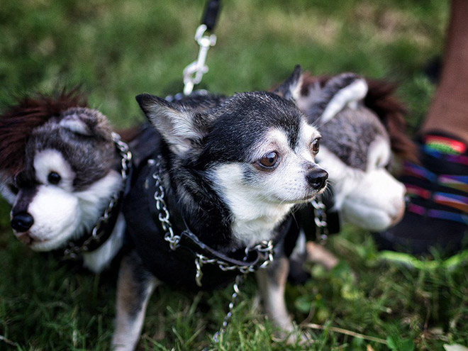 Funny Cerberus Halloween costume.