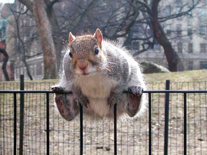 Beautiful fat squirrel.