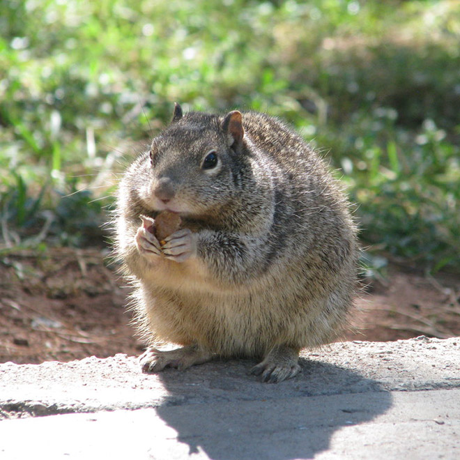 Beautiful fat squirrel.