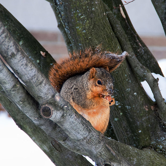 Beautiful fat squirrel.