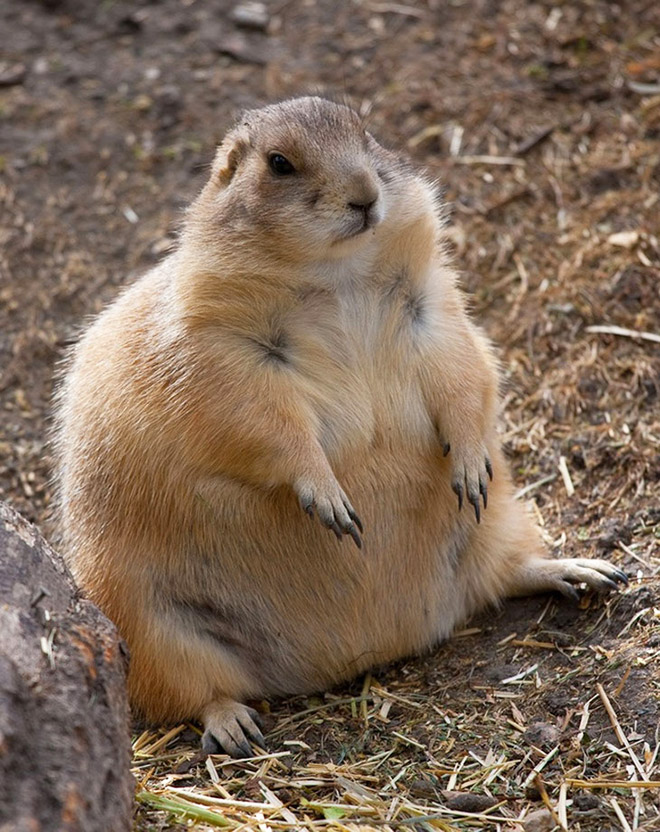 Beautiful fat squirrel.