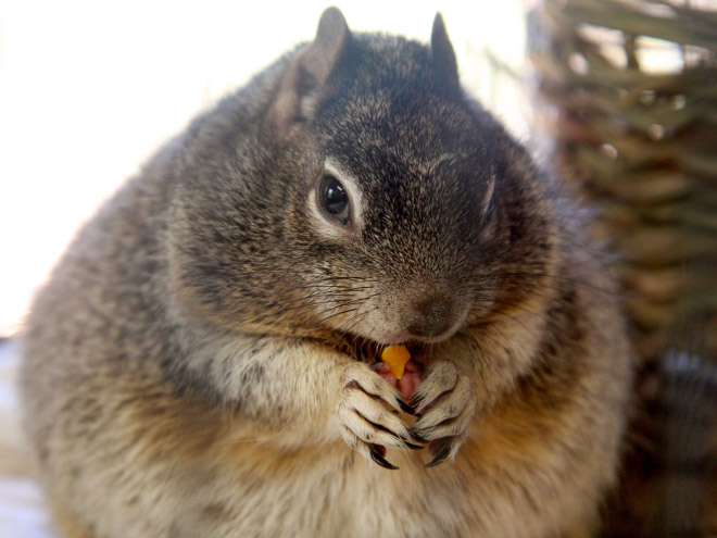 Beautiful fat squirrel.