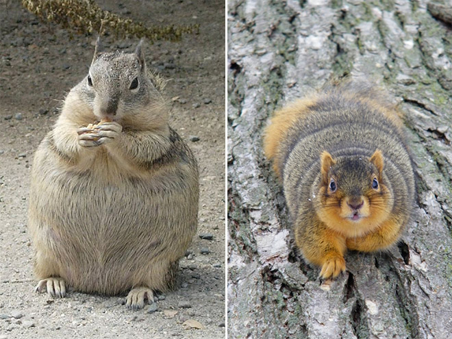 Beautiful fat squirrels.