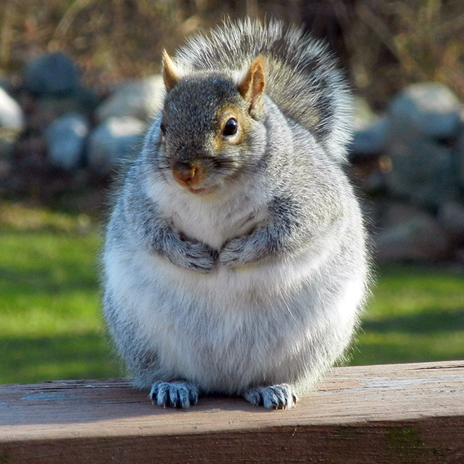 Beautiful fat squirrel.