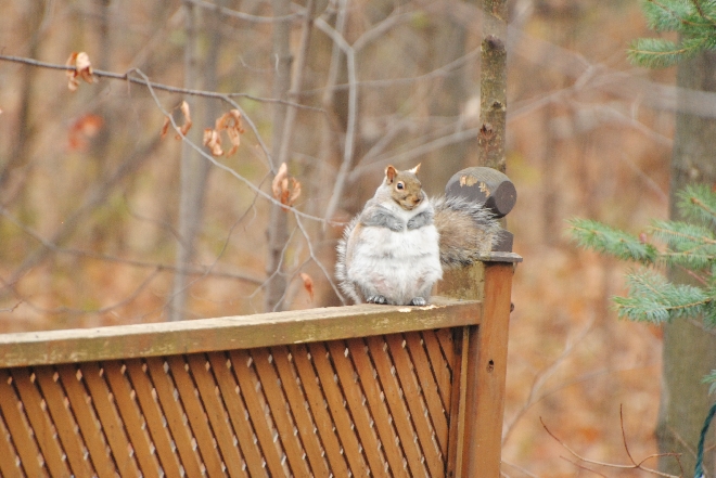 Beautiful fat squirrel.