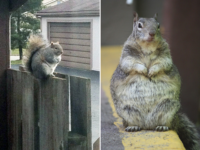 Beautiful fat squirrels.