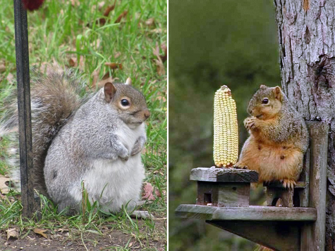 Beautiful fat squirrels.