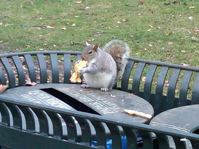 Beautiful fat squirrel.