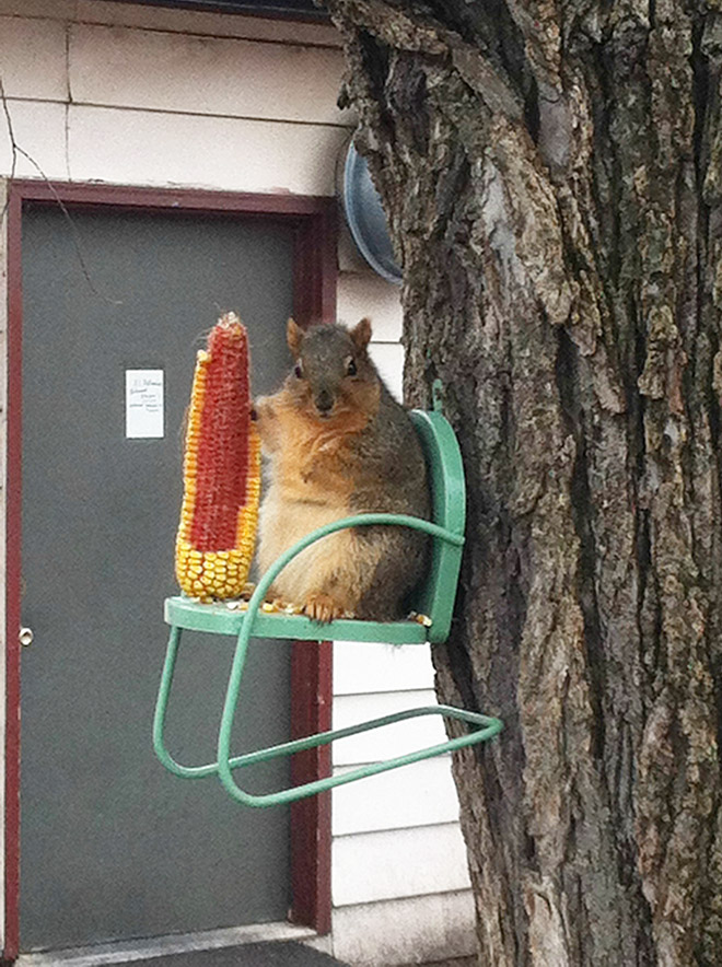 Beautiful fat squirrel.