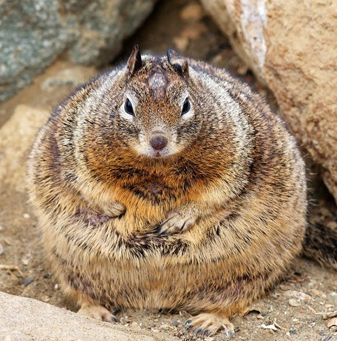Beautiful fat squirrel.