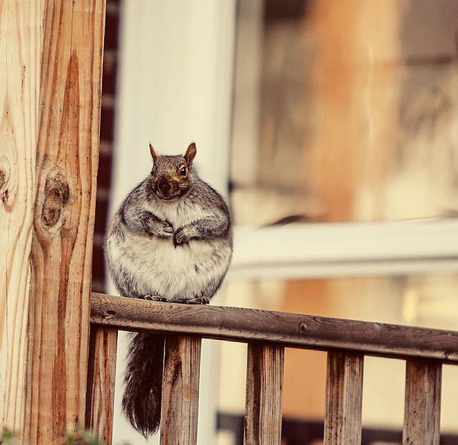 Beautiful fat squirrel.