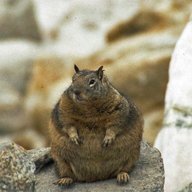 Beautiful fat squirrel.