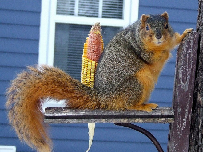 Beautiful fat squirrel.