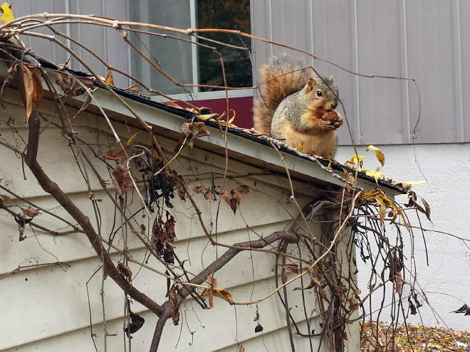 Beautiful fat squirrel.