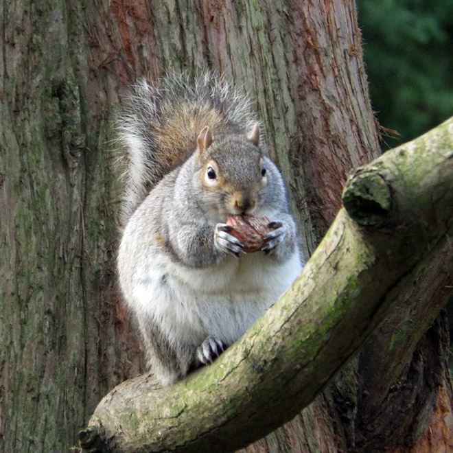 Beautiful fat squirrel.