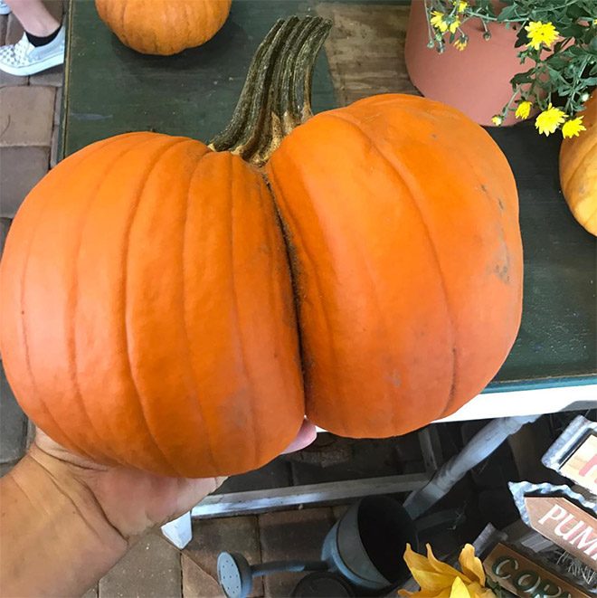 Hilarious butt-shaped Halloween pumpkin.