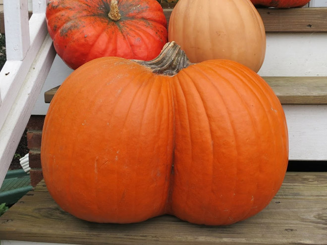 Hilarious butt-shaped Halloween pumpkin.