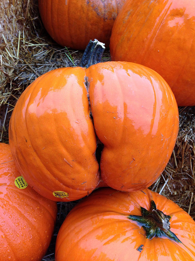 Hilarious butt-shaped Halloween pumpkin.