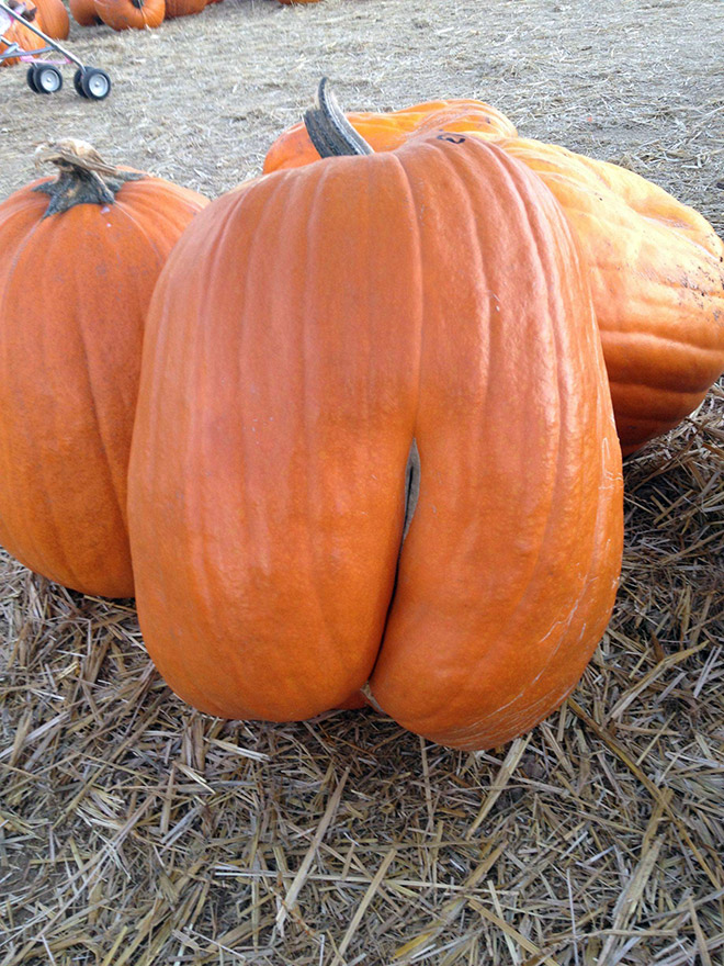 Hilarious butt-shaped Halloween pumpkin.