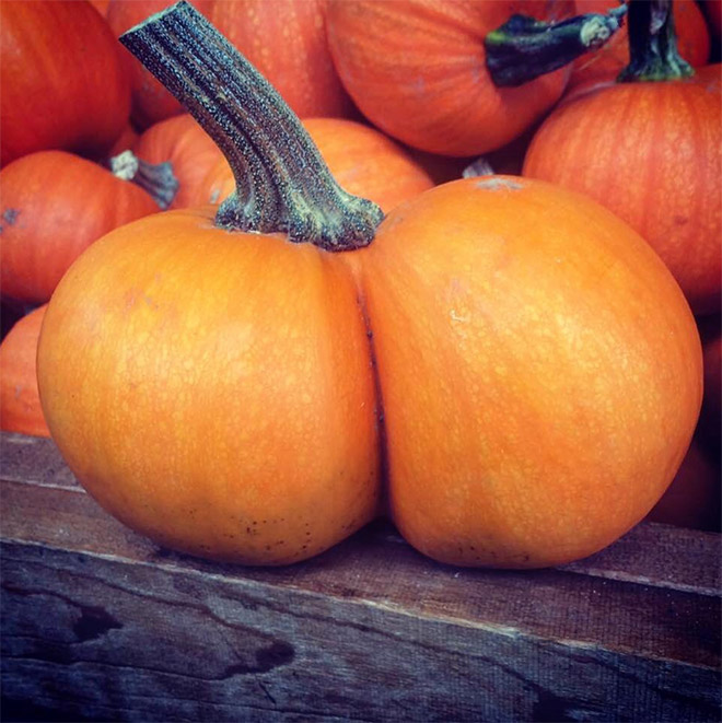 Hilarious butt-shaped Halloween pumpkin.