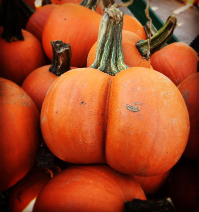 Hilarious butt-shaped Halloween pumpkin.