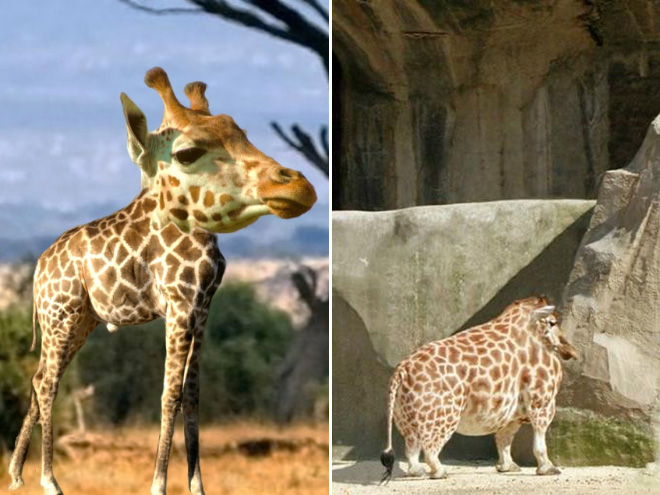 Animals are much funnier without necks.