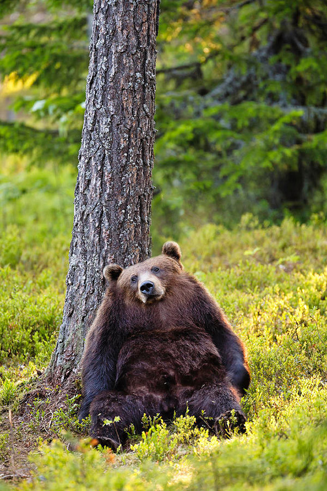 Animals are much funnier without necks.