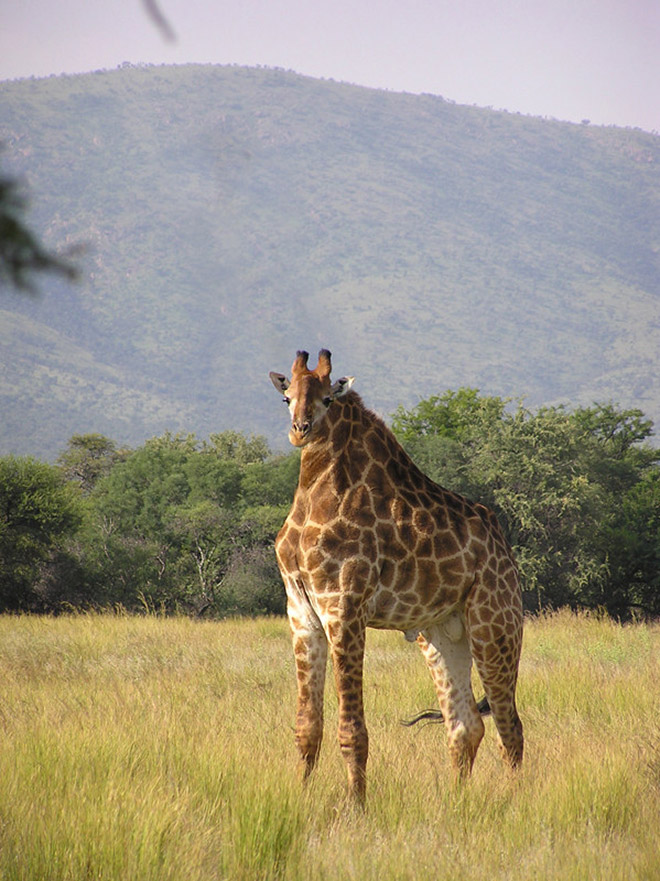 Animals are much funnier without necks.