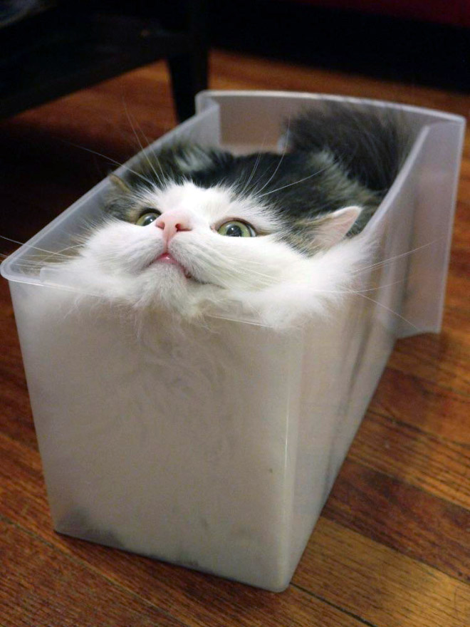 Proof that all cats are actually liquid.