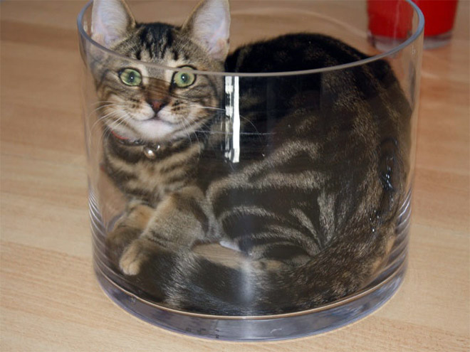 Proof that all cats are actually liquid.