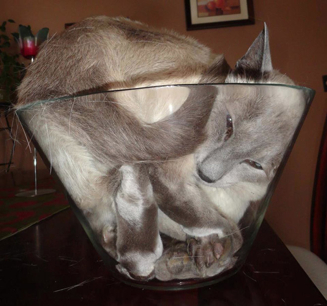 Proof that all cats are actually liquid.