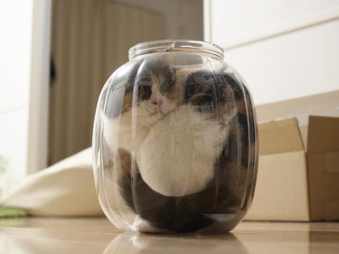 Proof that all cats are actually liquid.