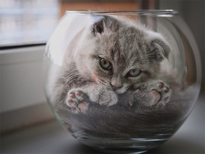 Proof that all cats are actually liquid.