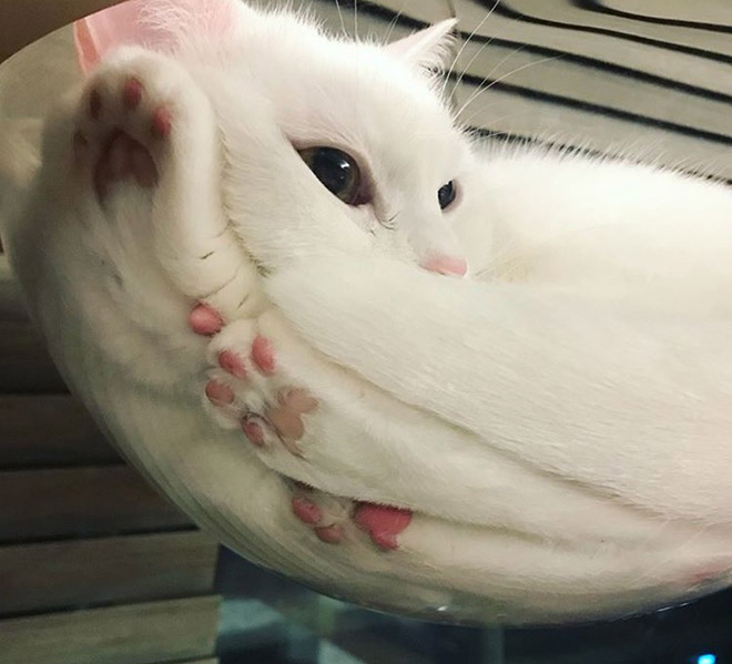 Proof that all cats are actually liquid.