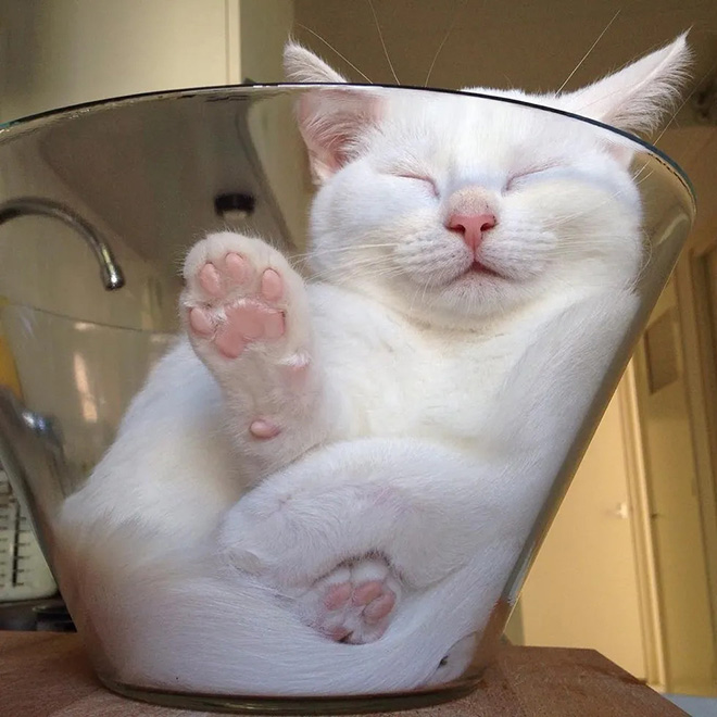 Proof that all cats are actually liquid.