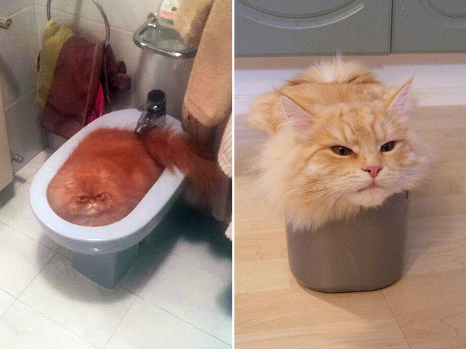 Proof that all cats are actually liquid.