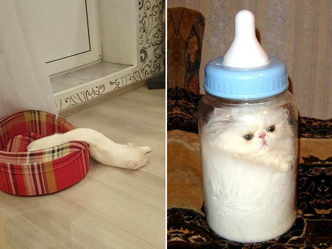 Proof that all cats are actually liquid.