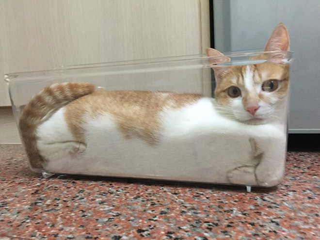 Proof that all cats are actually liquid.